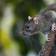 Illustration for article titled The Massive Project to Wipe Out 180 Million Galapagos Island Rats